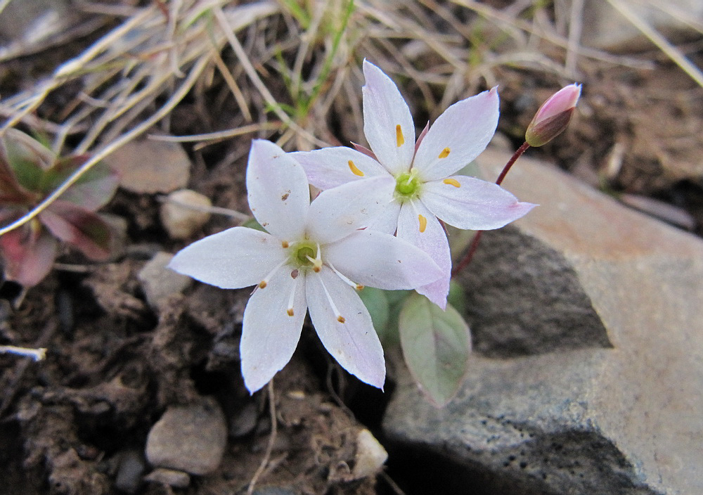 Image of Trientalis europaea specimen.