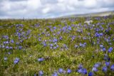 Campanula tridentata