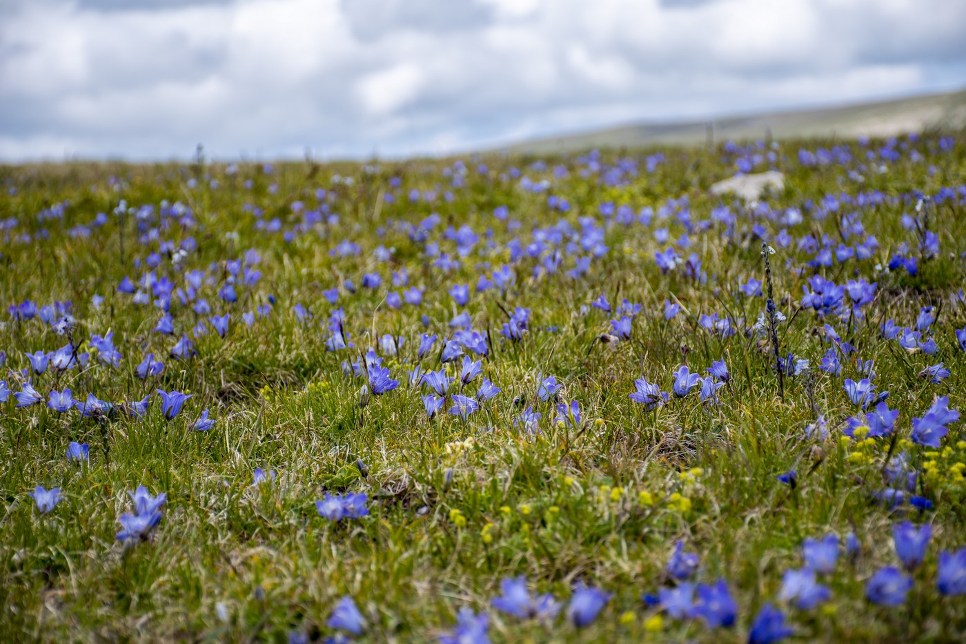 Изображение особи Campanula tridentata.