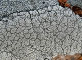 Смотреть изображение Diploschistes actinostomus