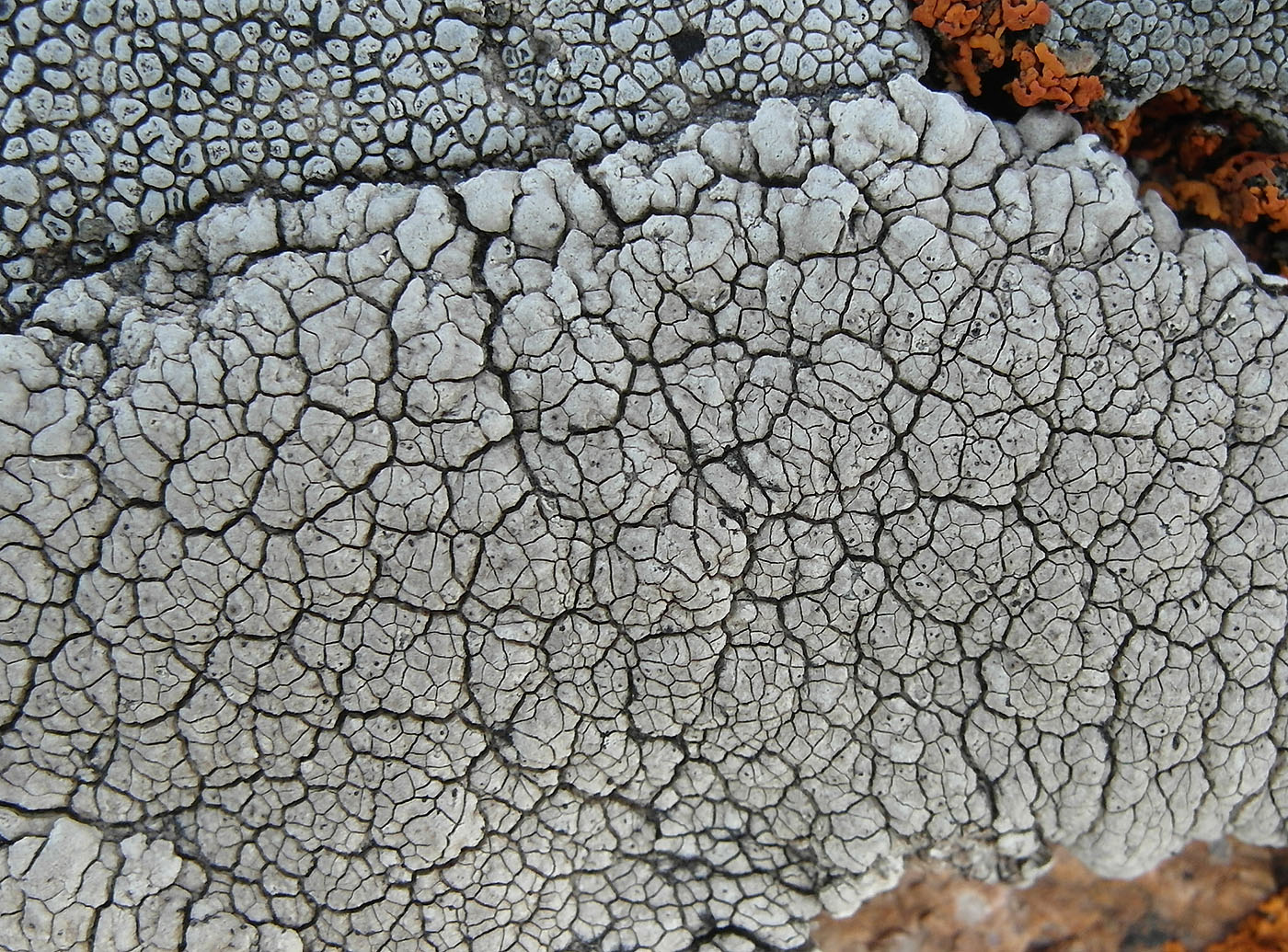 Image of Diploschistes actinostomus specimen.