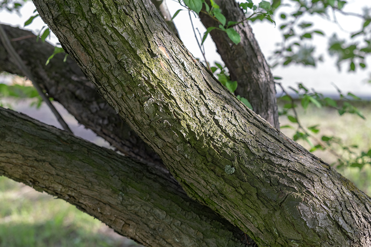 Изображение особи Malus baccata.