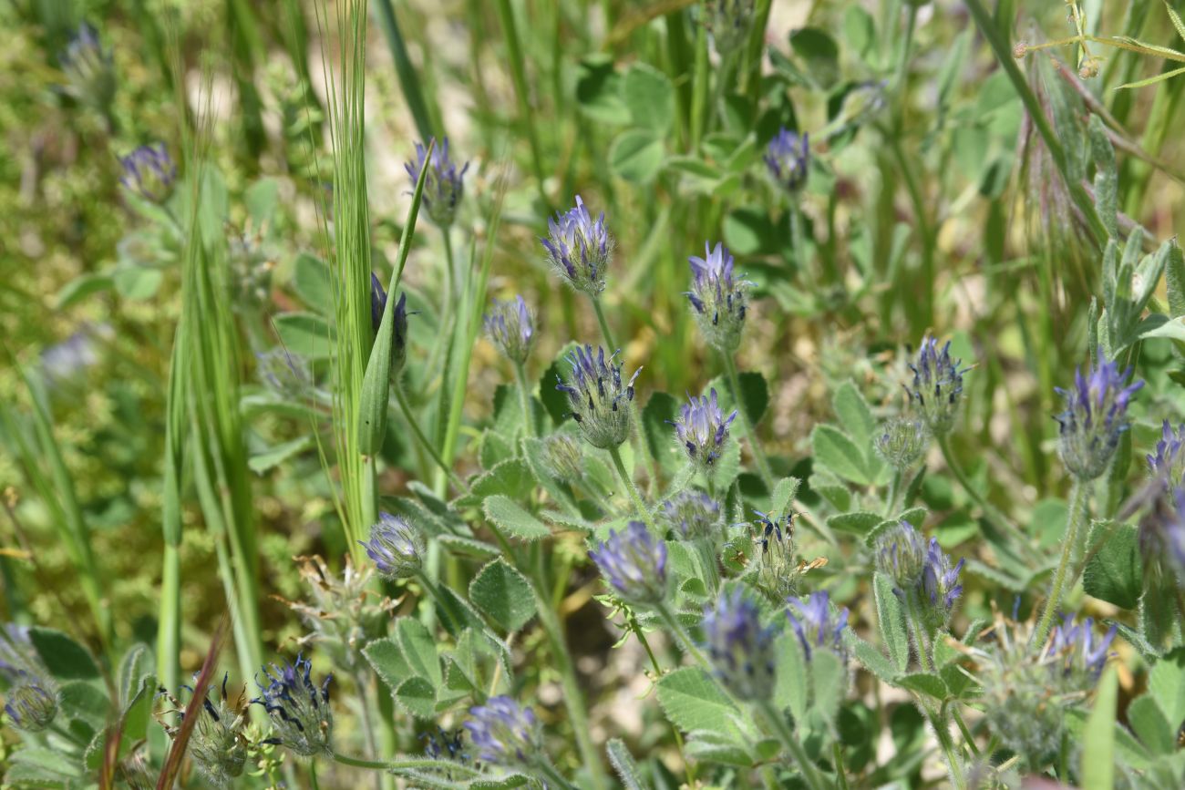 Изображение особи Trigonella rotundifolia.