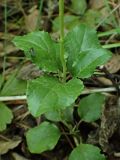 Orthilia secunda. Часть побега с мухой. Хабаровский край, окр. г. Комсомольск-на-Амуре, лиственный лес. 01.07.2025.