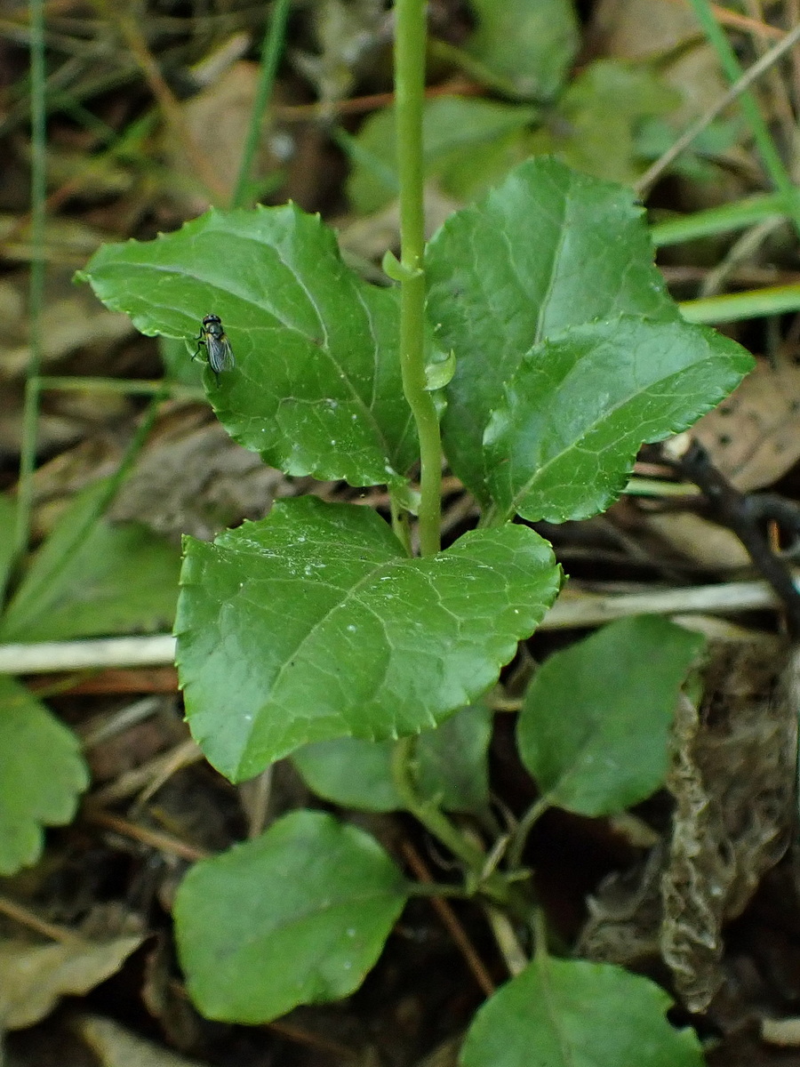 Image of Orthilia secunda specimen.