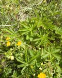 род Potentilla. Листья. Карачаево-Черкесия, Зеленчукский р-н, гора Джангур, ≈ 1500 м н.у.м., сниженный субальпийский луг. 04.06.2025.