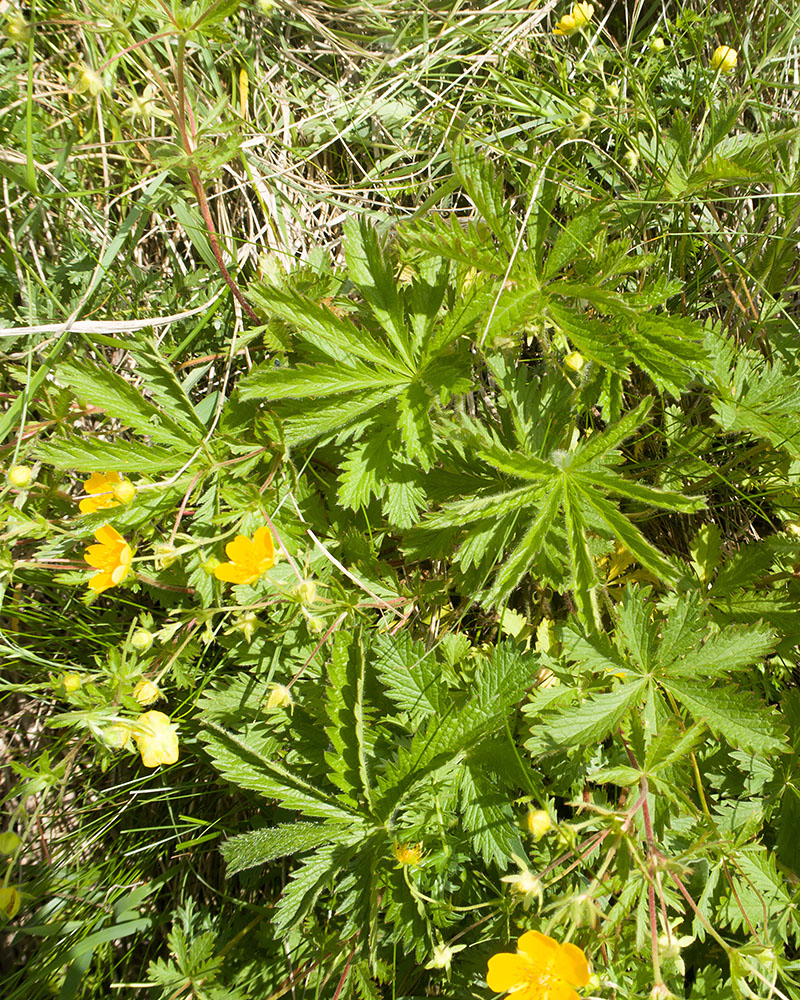 Изображение особи Potentilla humifusa.