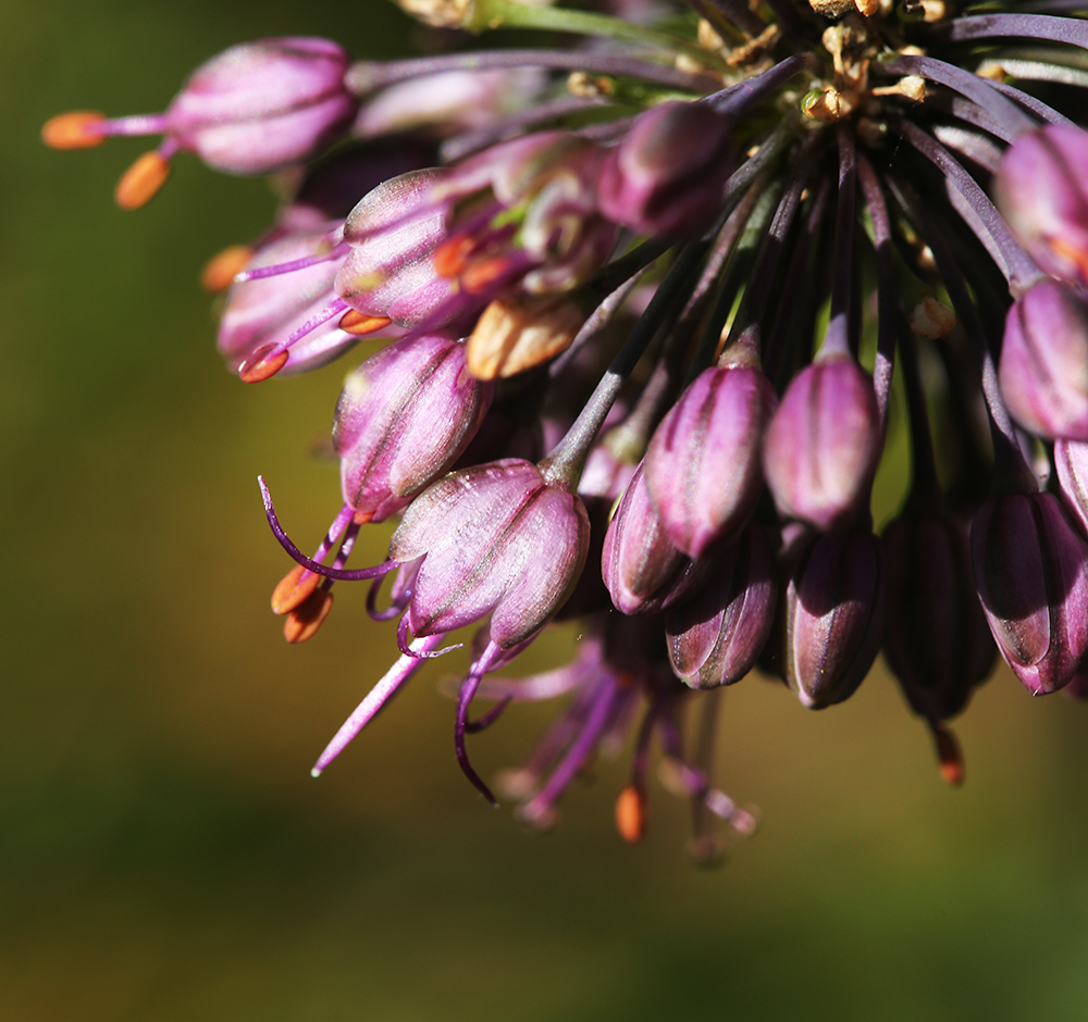 Image of Allium komarovianum specimen.
