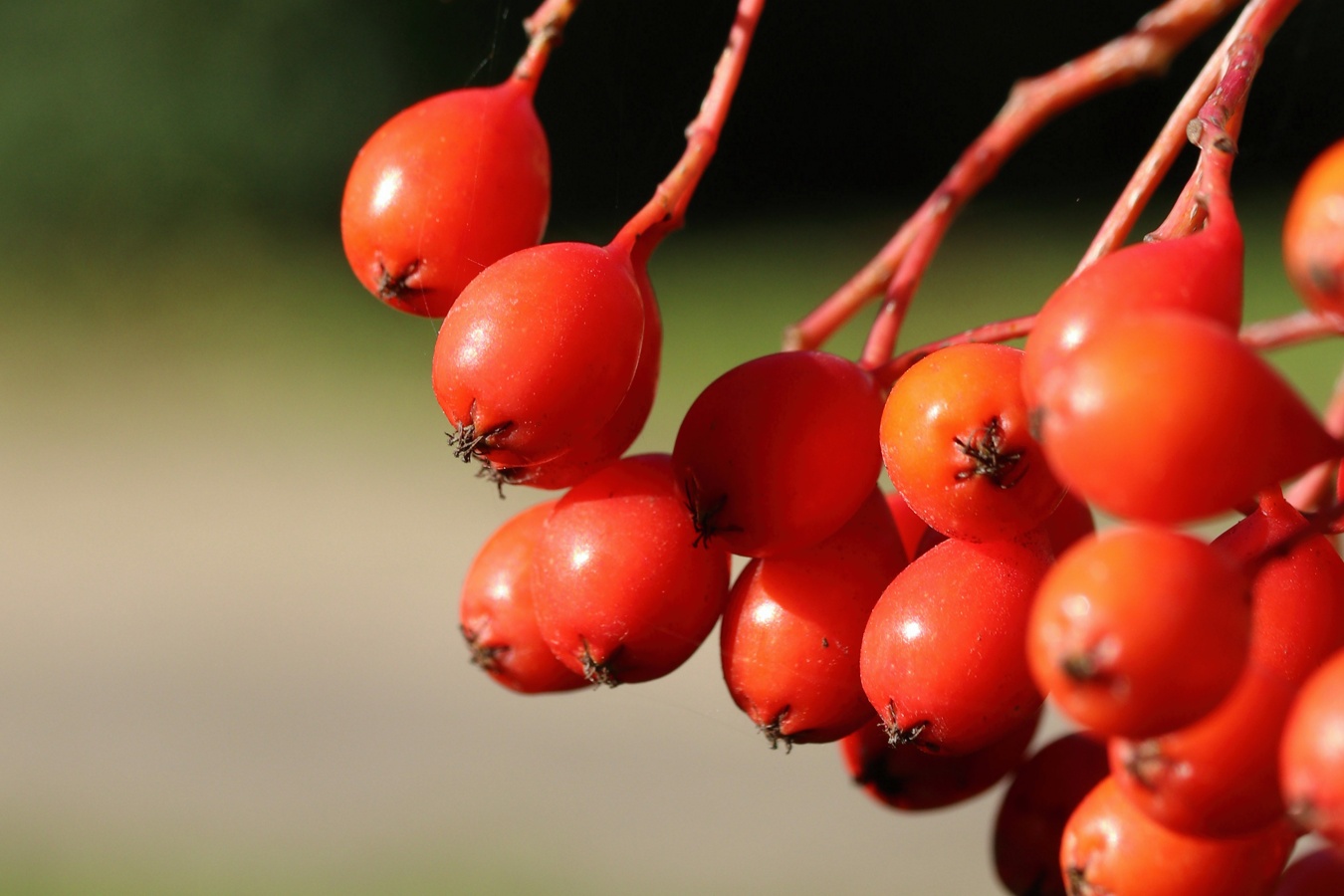 Изображение особи Sorbus commixta.