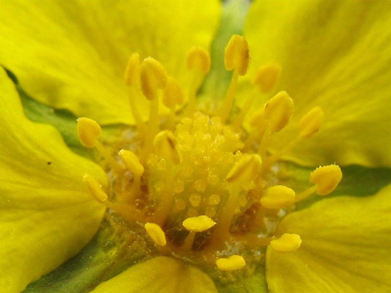 Изображение особи Potentilla heptaphylla.