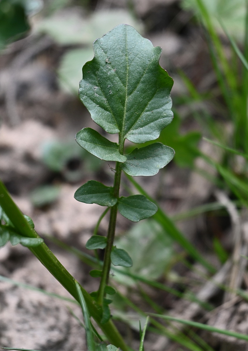 Изображение особи Barbarea vulgaris.