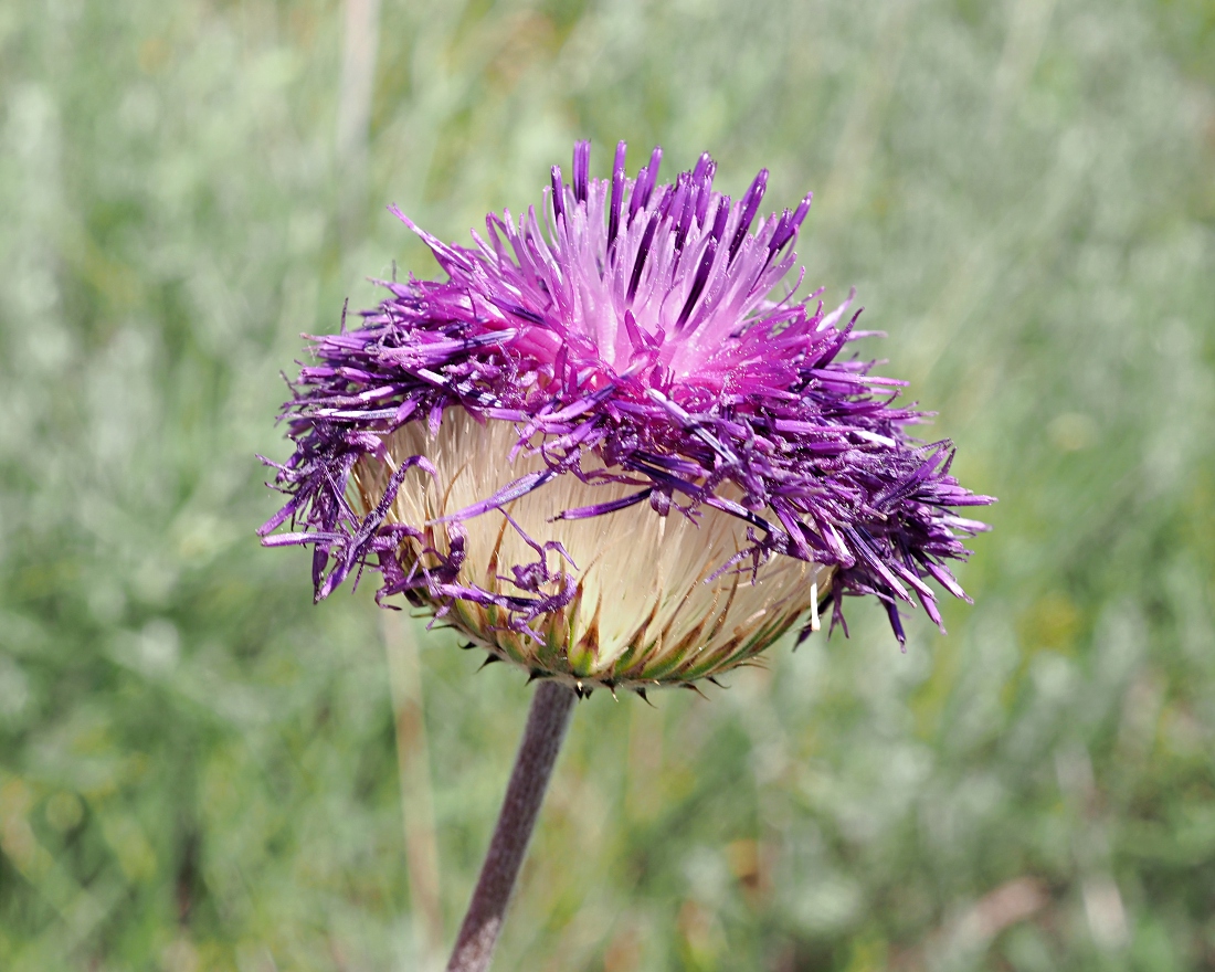 Изображение особи Jurinea arachnoidea.