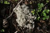 Cladonia rangiferina. Таллом. Беларусь, Витебская обл., окр. дер. Сурмино, бруснично-зеленомошный мелколиственно-сосново-еловый лес, опушка у вырубки. 12.08.2025.