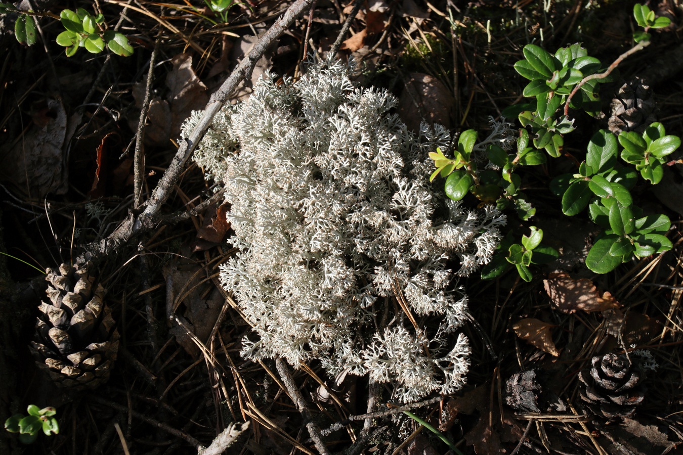 Image of Cladonia rangiferina specimen.