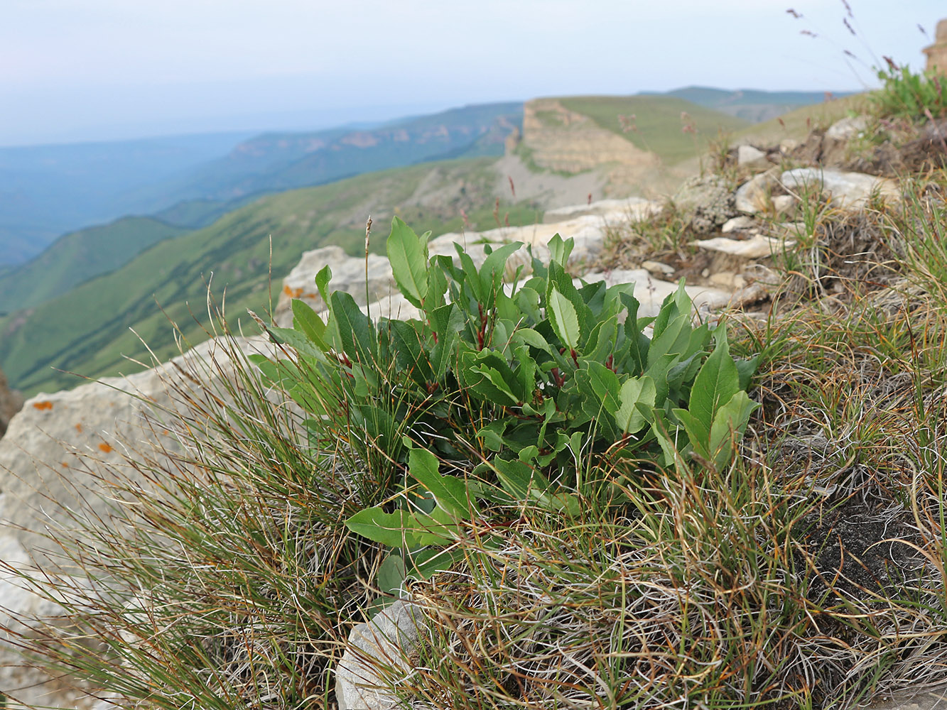Image of Salix kazbekensis specimen.