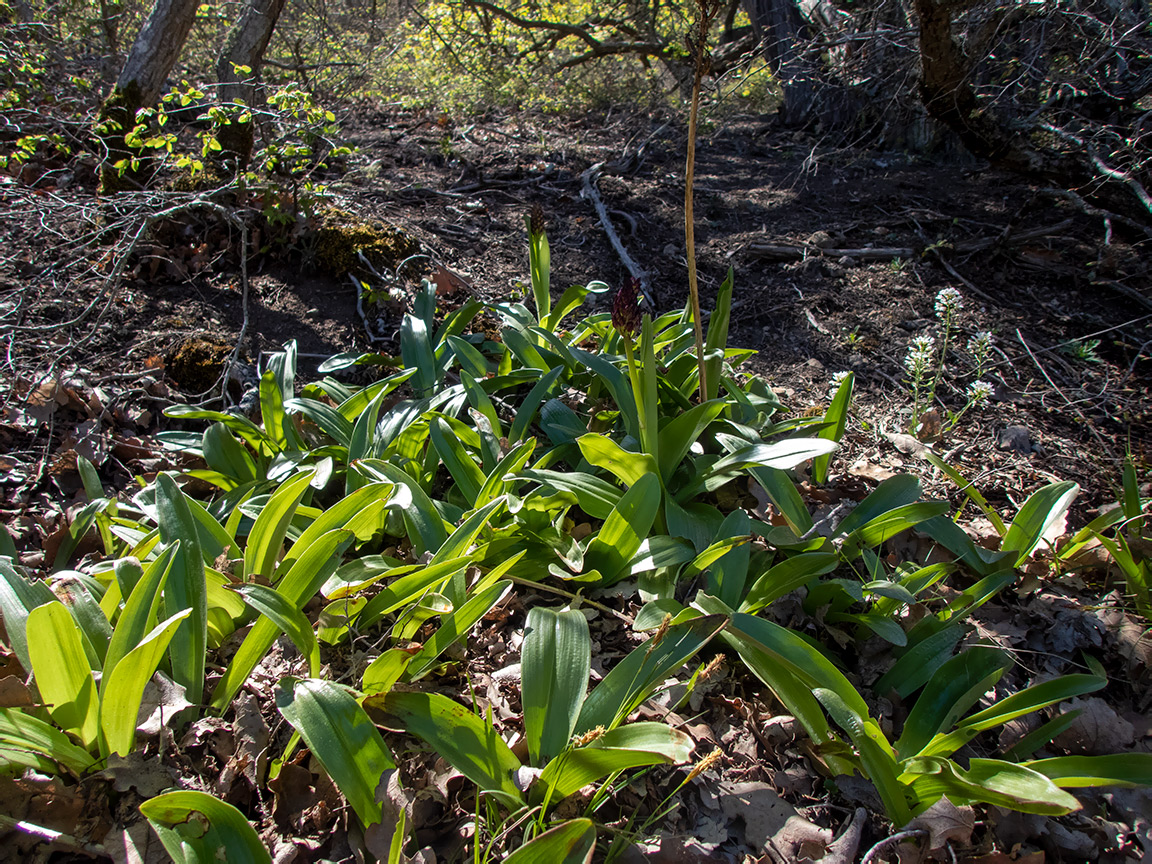 Image of Orchis purpurea specimen.