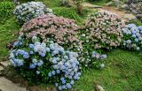 Hydrangea macrophylla