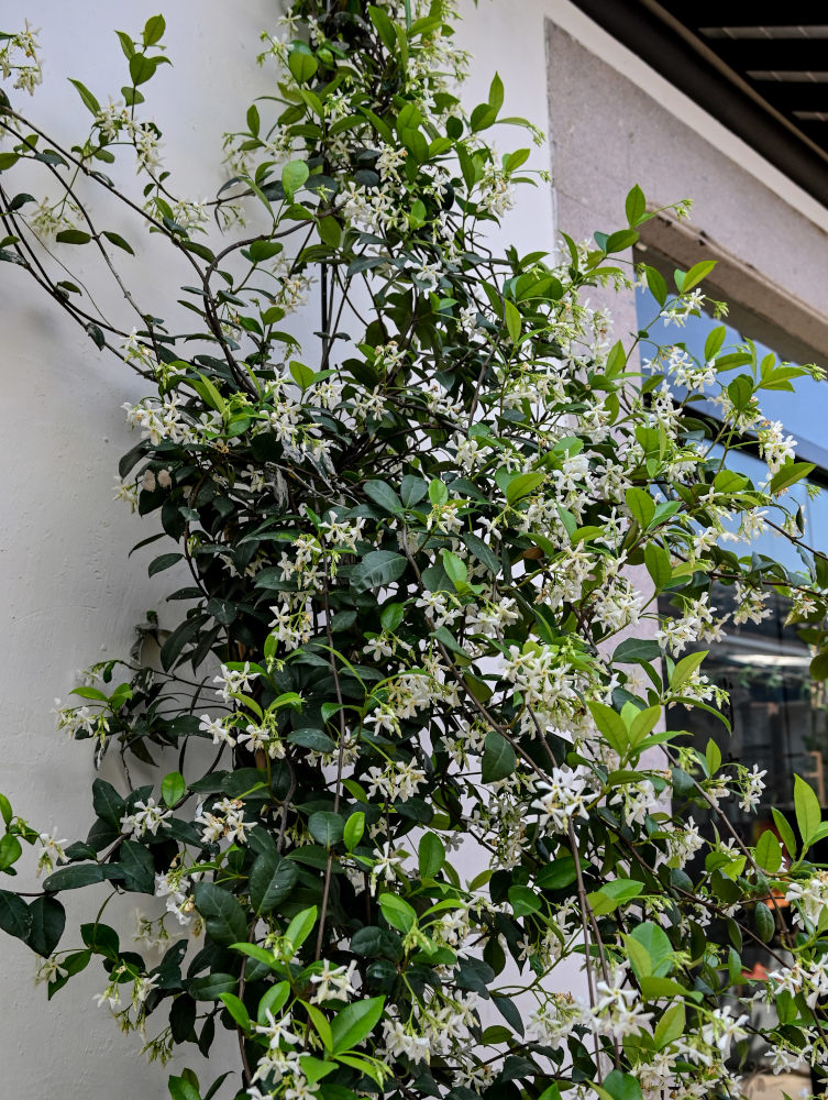 Image of Trachelospermum jasminoides specimen.