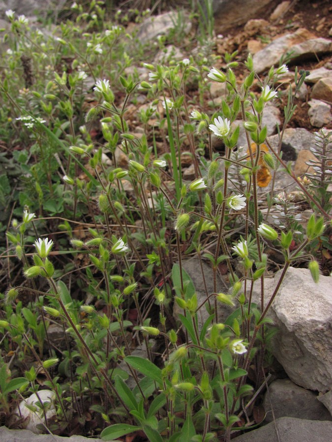 Image of Cerastium brachypetalum ssp. tauricum specimen.