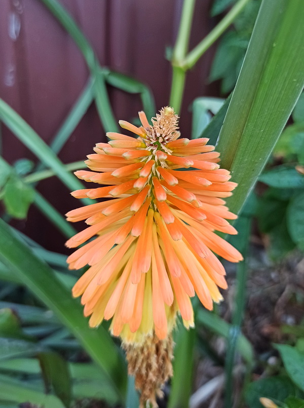 Изображение особи род Kniphofia.