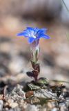 Gentiana zollingeri. Цветущее растение. Приморский край, Партизанский р-н, мыс Лисученко. 03.05.2021.