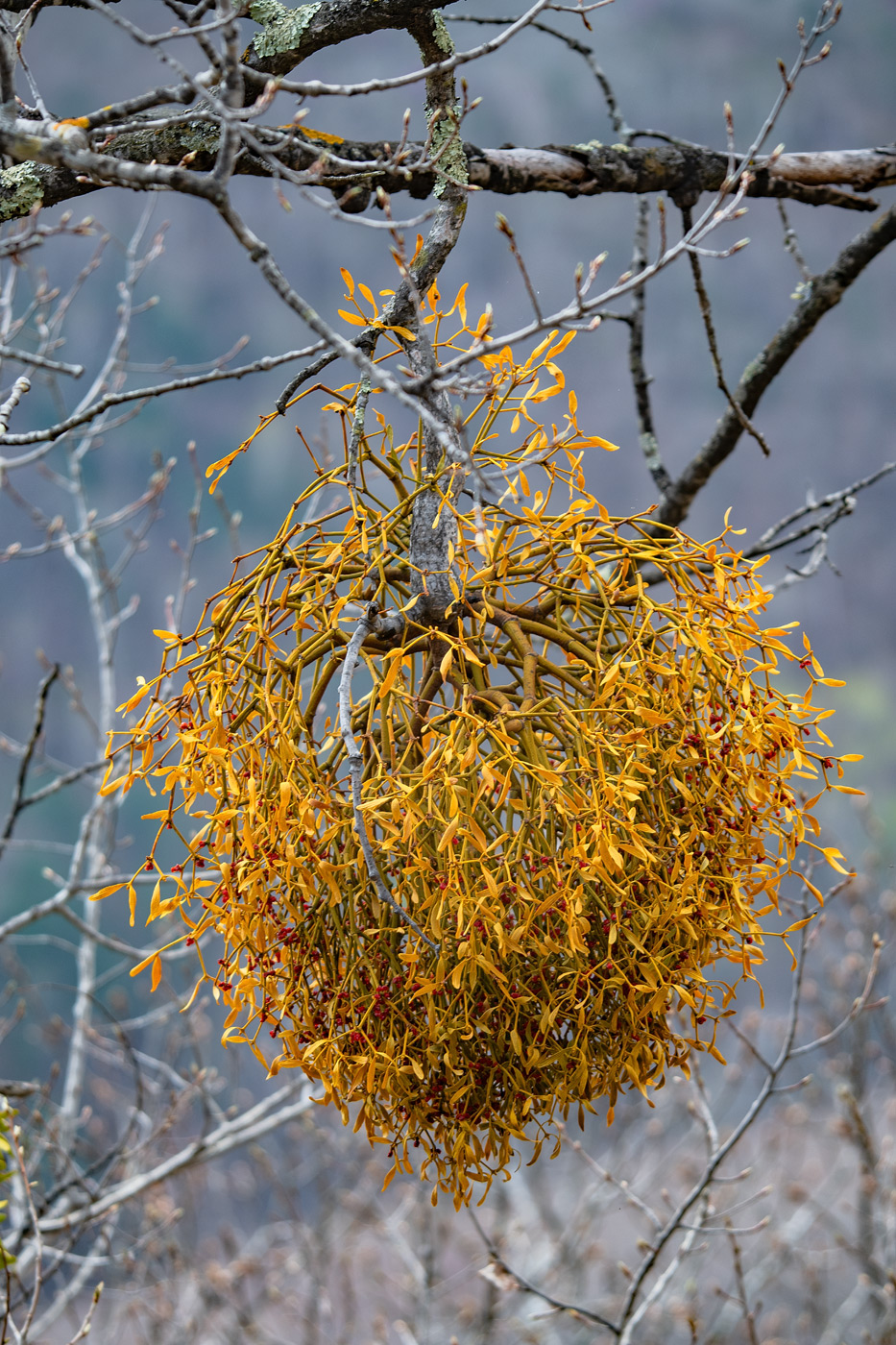 Image of Viscum coloratum specimen.