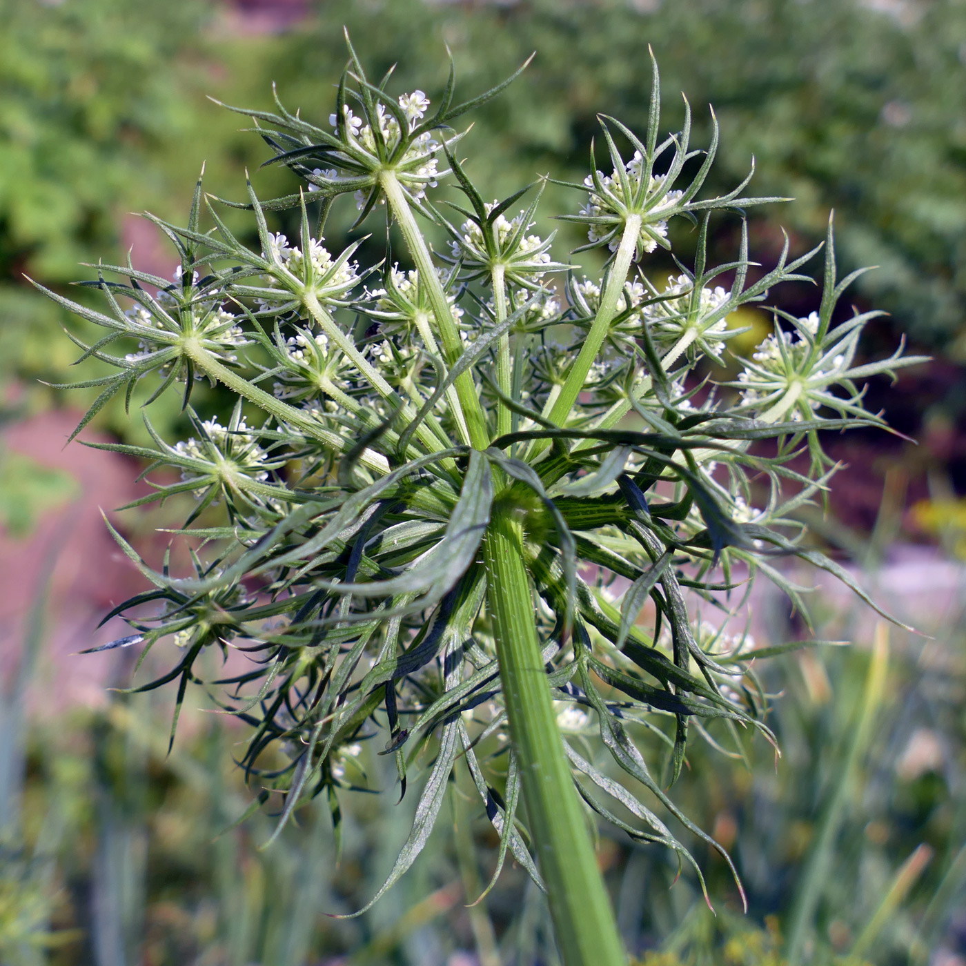 Image of Daucus sativus specimen.