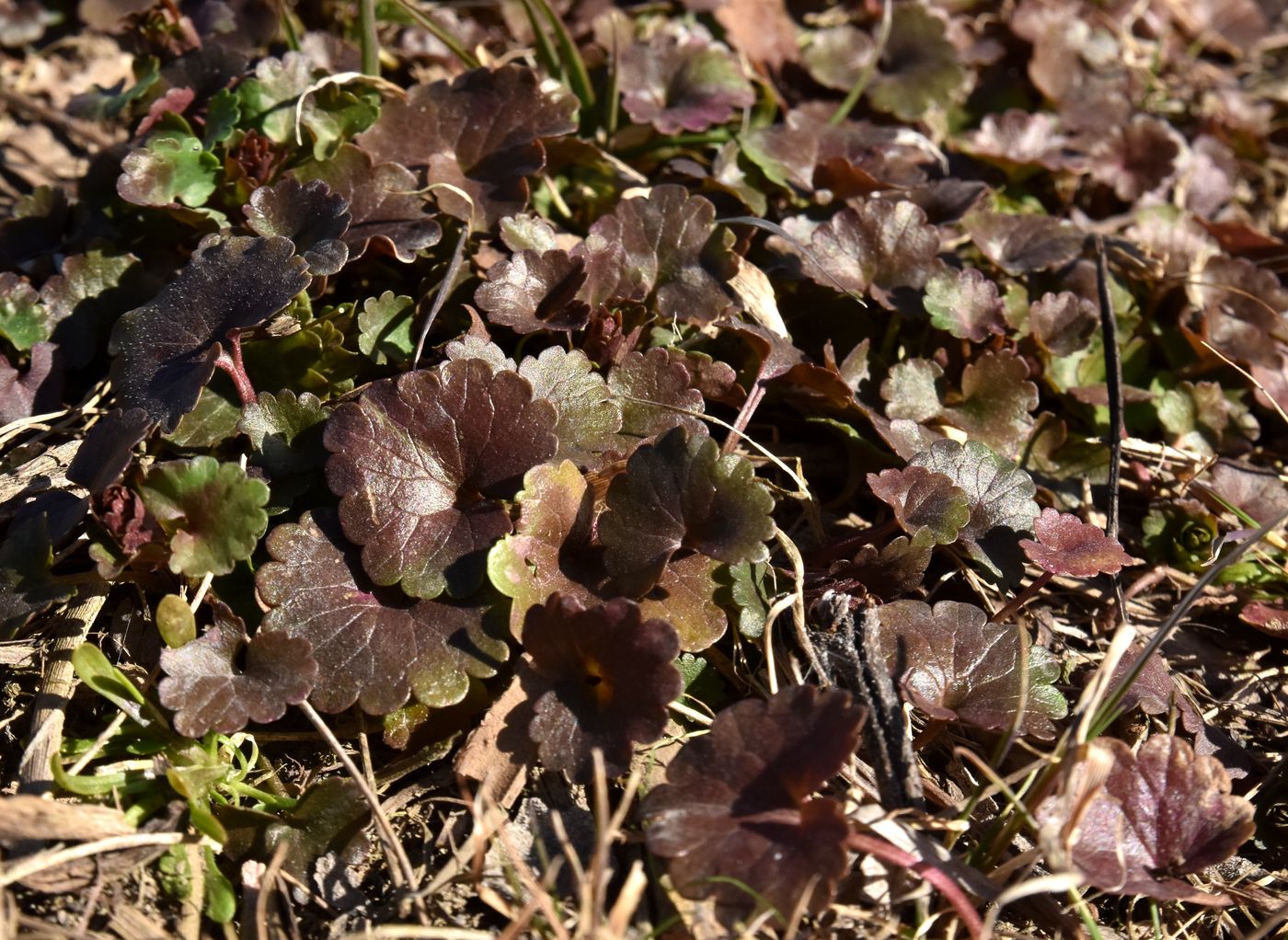Изображение особи Glechoma hederacea.