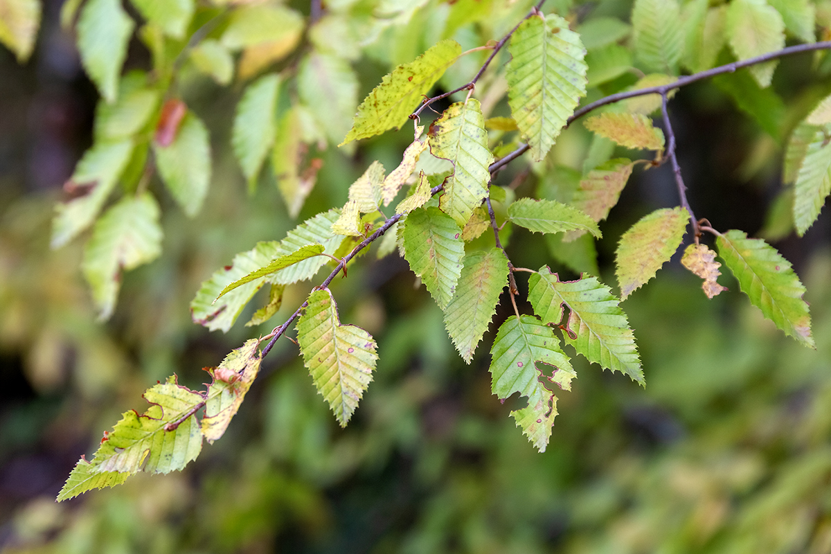 Image of genus Carpinus specimen.