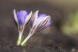 Crocus reticulatus. Цветущие растения. Ставропольский край, Предгорный р-н, окр. г. Кисловодск, субальпийские луга, нарушенный травянистый склон. 31.03.2026.