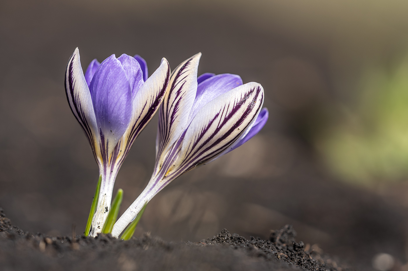 Изображение особи Crocus reticulatus.