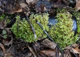 class Bryopsida. Растения со спорогонами на поверхности стеклянной бутылки. Тульская обл., Заокский р-н, Бутиково, дол. р. Скнижка, заболоченная пойма. 19.04.2026.