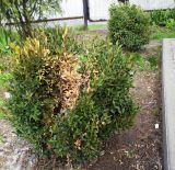 Buxus sempervirens. Растение с повреждениями от весеннего солнца. Волгоград, Красноармейский р-н, улица Андижанская 1В, территория храма у больницы № 15. 13.04.2026.