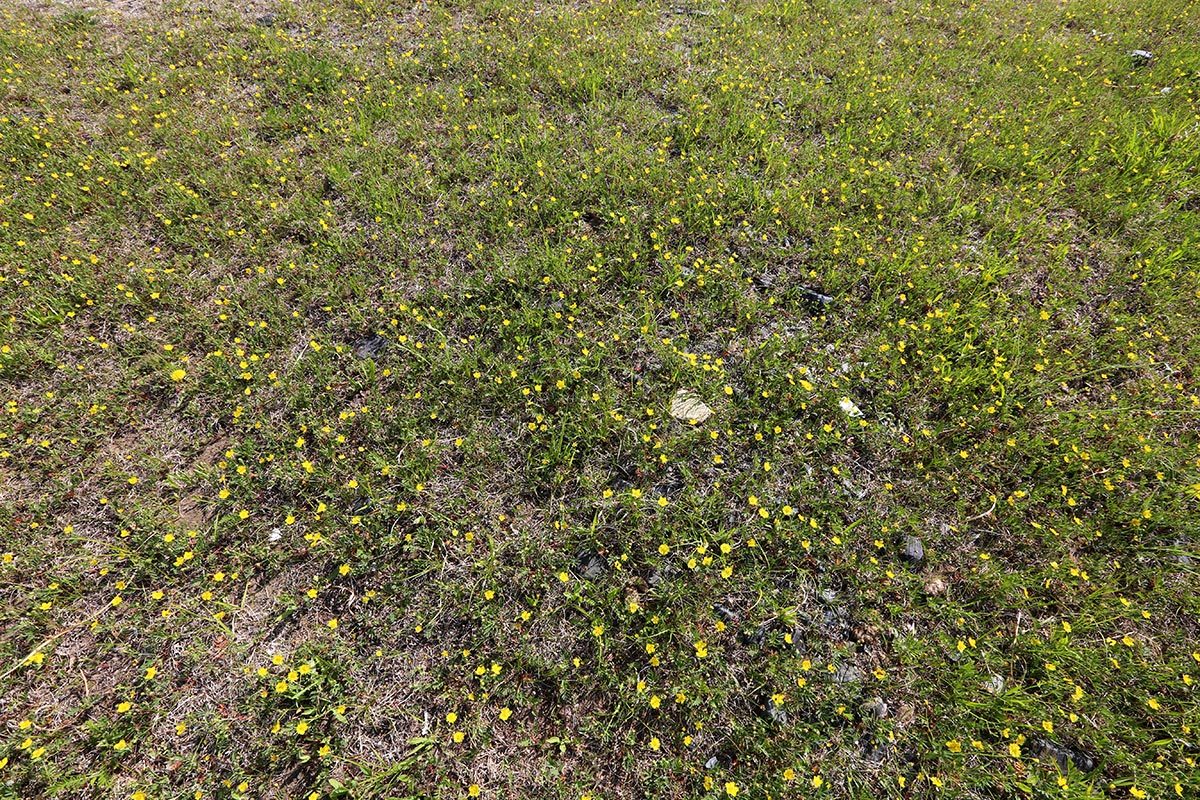 Изображение особи Potentilla semiglabra.