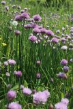 Allium schoenoprasum. Цветущие растения. Санкт-Петербург, Кировский р-н, цветник на бульваре. 06.06.2026.