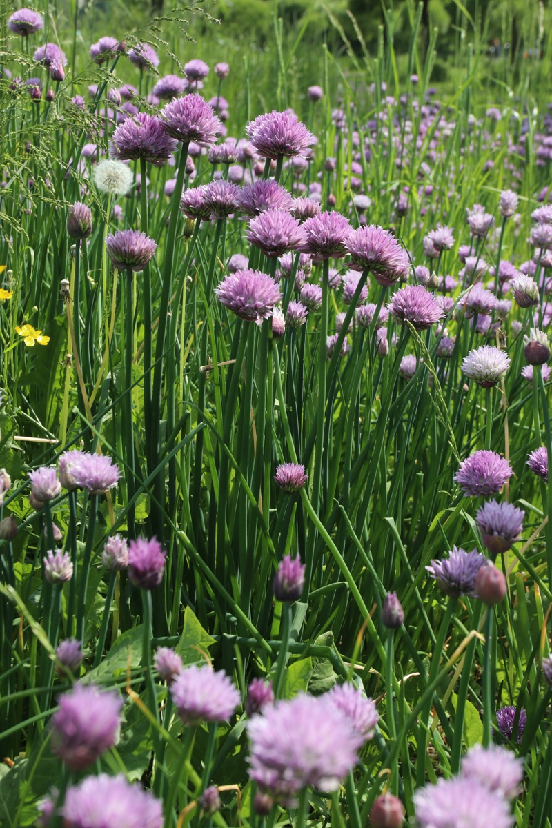 Image of Allium schoenoprasum specimen.