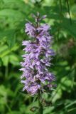 Dactylorhiza fuchsii. Соцветие. Московская обл., г. о. Пущино, сухой луг в окрестностях города. 23.06.2026.