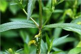 Stachys palustris