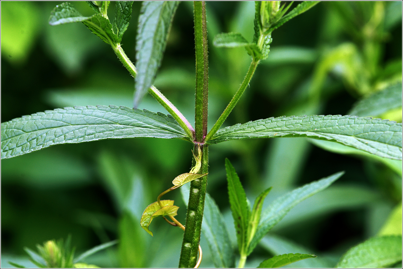 Image of Stachys palustris specimen.