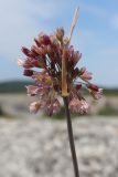 Allium paniculatum. Соцветие. Крым, предгорье, средневековый город-крепость Эски-Кермен. 26.07.2026.
