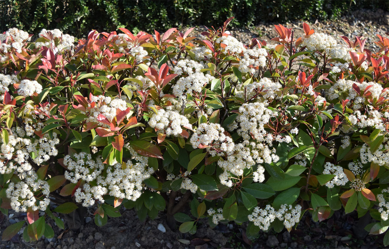 Изображение особи Photinia × fraseri.