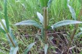 Stachys palustris