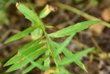 unknown species. Лист. Калужская обл., Боровский р-н, окр. дер. Чёлохово, высота 200 м н.у.м, бровка лесополосы (дерёза, ель), которая находится с запада от сенокосного луга на старой залежи. 15 августа 2026 г.
