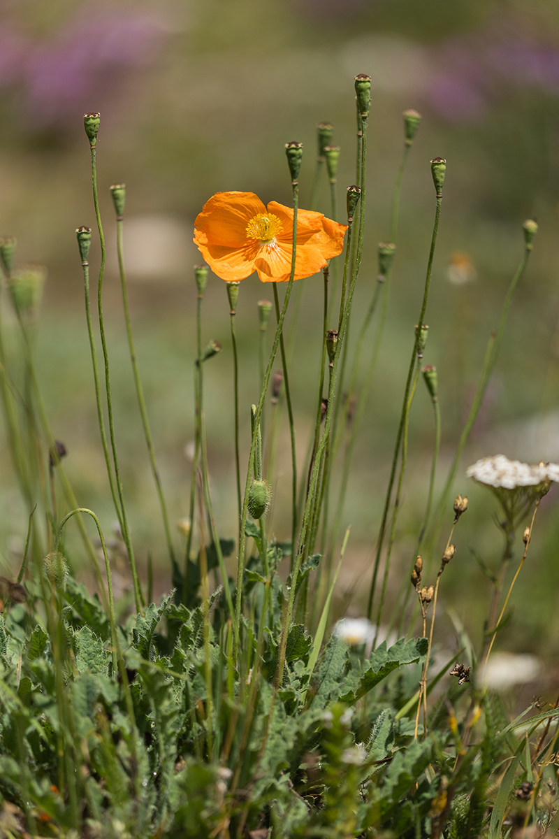 Image of Papaver oreophilum specimen.