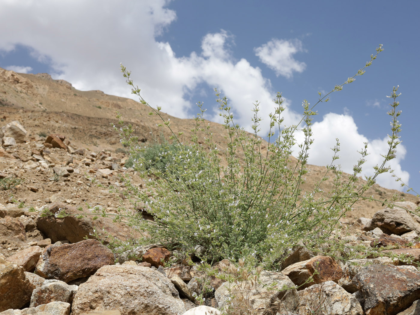 Image of genus Lophanthus specimen.