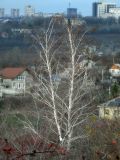 Betula pendula. Кроны взрослых деревьев. Республика Молдова, муниципалитет Кишинёв, г. Кодру. 14 декабря 2025 г.