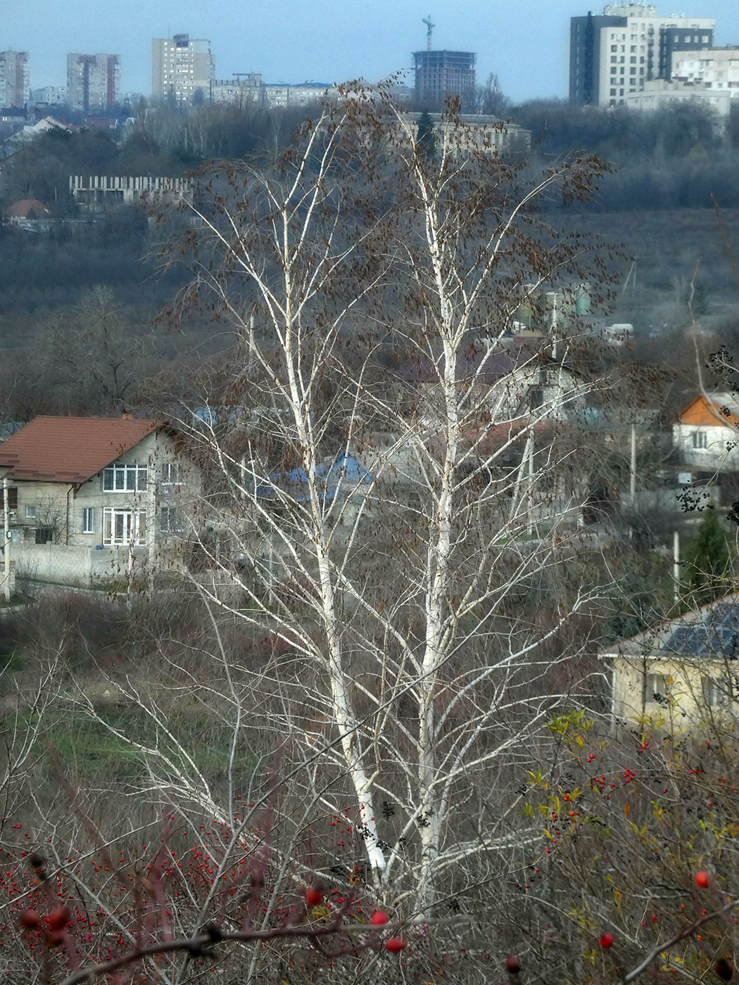 Image of Betula pendula specimen.