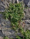 Cymbalaria muralis. Цветущие растения. Сербия, Белград, на каменной стене. 06.07.2019.