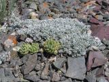 Astragalus heptapotamicus