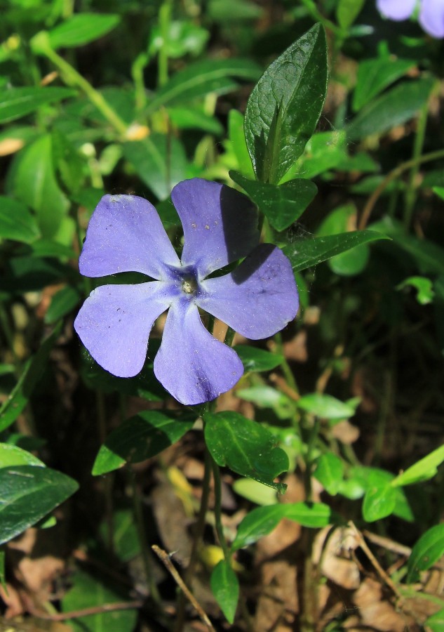 Image of Vinca minor specimen.